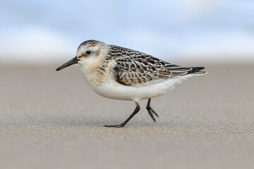 Sanderling