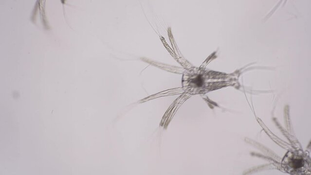 Shrimp larvae under a microscope. Nauplius larva of white shrimp swimming in sae water under microscope, Asia. Microscopic, Macro, Biology, Laboratory.