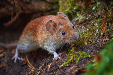 waiting forest mouse (Apodemus Sylvaticus)