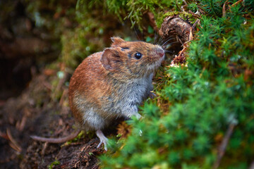 Naklejka na ściany i meble forest mouse on alert (Apodemus Sylvaticus)
