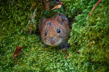 Naklejka na ściany i meble forest mouse in the burrow (Apodemus Sylvaticus)