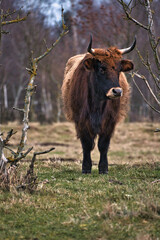 Highland cattle in a meadow. Powerful horns brown fur. Agriculture and animal breeding
