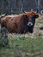 Naklejka na ściany i meble Highland cattle in a meadow. Powerful horns brown fur. Agriculture and animal breeding