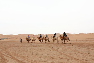 Fototapeta na wymiar Tourists riding camels in Alxa desert, Inner Mongolia