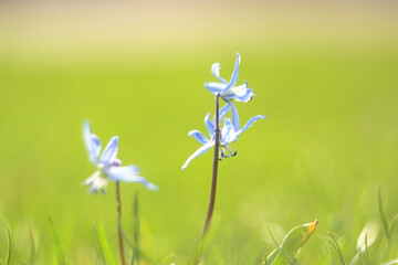 niebieskie wiosenne kwiaty na tle soczystej trawy