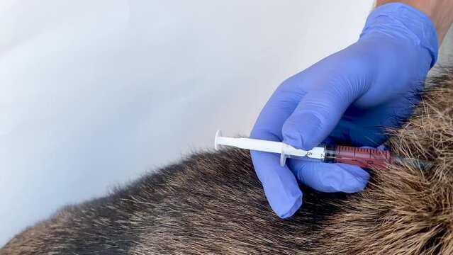 Vaccination of pets. Veterinarian gives a vaccine injection to a German Shepherd dog into withers. Close-up. Prevention of rabies and treatment of animals.