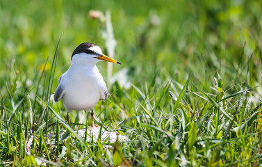 Little tern a breeding colony on the banks of the Pripyat River
