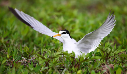Little tern a breeding colony on the banks of the Pripyat River