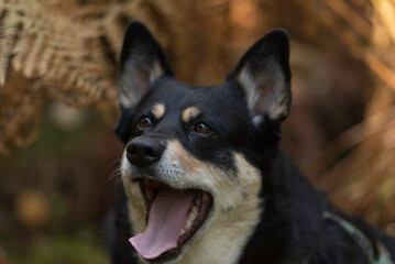 Dog outside enjoying nature with open mouth grin