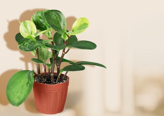 Green house plant leaves in a pot on the desk