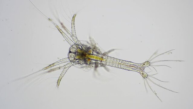 Shrimp larvae under a microscope. Nauplius larva of white shrimp swimming in sae water under microscope, Asia. Microscopic, Macro, Biology, Laboratory, Video.