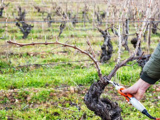 Obraz premium Close-up of a vine grower hand. Prune the vineyard with professional battery-powered electric scissors. Traditional agriculture. Winter pruning, Guyot method. 