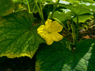 yellow flower in the garden