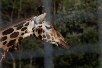 giraffe