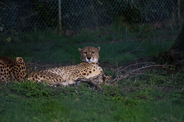 cheetah