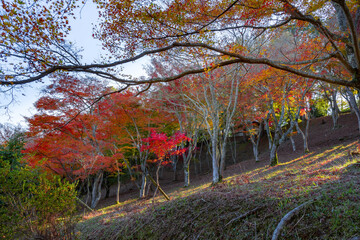 静岡県伊豆市修善寺　修善寺自然公園もみじ林