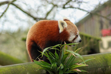 Red Panda