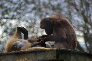 Monkeys cleaning