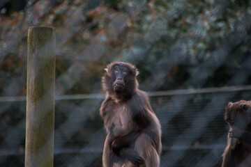 Monkey