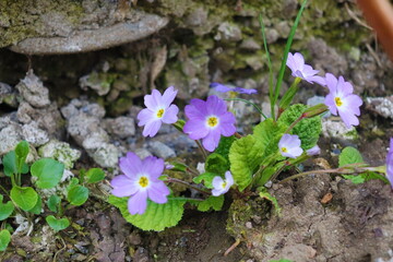 A beautiful blue flower
