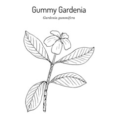 Gummy gardenia Gardenia gummifera , medicinal plant