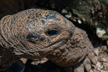 Obraz premium Close up of Aldabra giant tortoise, Turtle in Zanzibar, Tanzania.