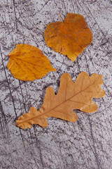 autumn in the city; september; sad; autumn photo; top view; leaves; orange; autumn; plant; background; closeup; foliage; outdoor; leaf; asphalt; dry; texture; nature; natural; park; season; road; fall