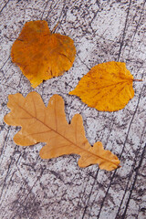 autumn in the city; september; sad; autumn photo; top view; leaves; orange; autumn; plant; background; closeup; foliage; outdoor; leaf; asphalt; dry; texture; nature; natural; park; season; road; fall