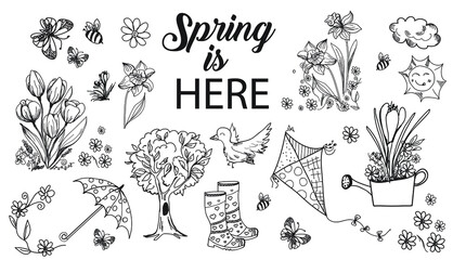 Spring vector hand-drawn elements, doodle. Flowers: daffodils, tulips, crocuses, butterflies and bees. © Nom de plume