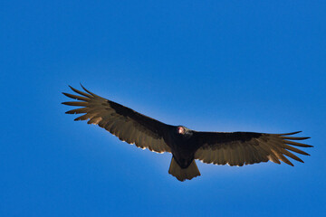 Fototapeta premium Wild birds on a golf course in Stuart Florida