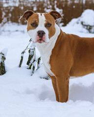 dog in snow