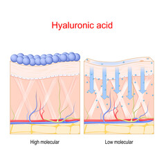 Hyaluronic acid. Penetration in the skin of Low and High molecule