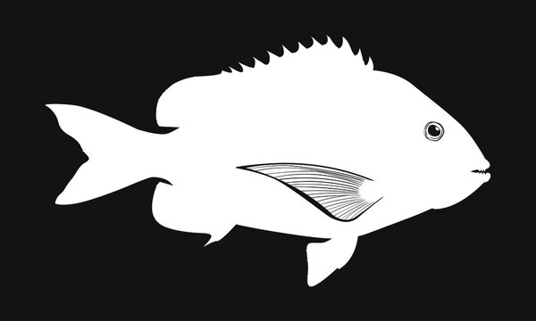 Sheepshead Fish Silhouette Drawing Sheephead Fishing Decal Graphic Vector Illustration isolated on Black Background