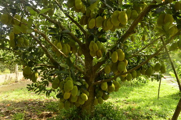 Jackfruit tree. Mekong river delta. Different Vietnam images, streets, markets, rivers, beaches, and national parks.
