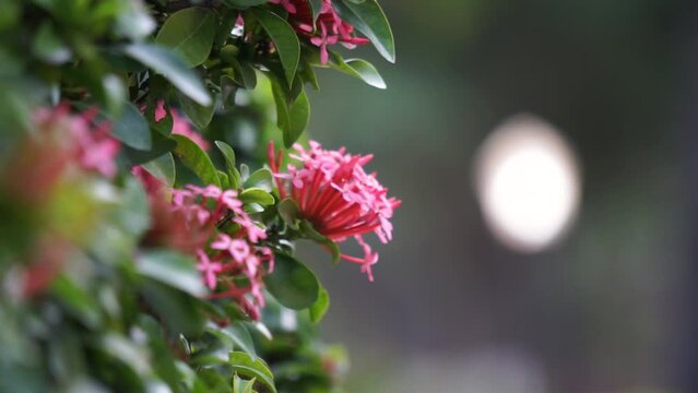 West Indian jasmine (also called ixora, jungle flame, jungle geranium, cruz de Malta) with a natural background