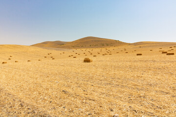 Harvested grain field. Straw bales on the field.
