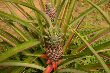 Different Vietnam images, streets, markets, temples, buildings, rivers, beaches, and national parks.