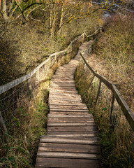 Obraz premium Wooden Walkway in Forest
