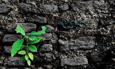 green ivy on a wall