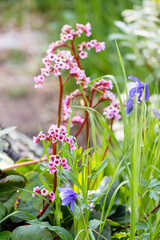 Bergenia or elephant ears or piqsqueak - a plant popular in oriental herbal medicine and Ayurveda blooms in a forest meadow