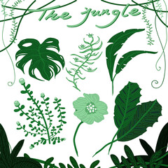 Wild jungle forest green hand draw collection.Vector illustration.