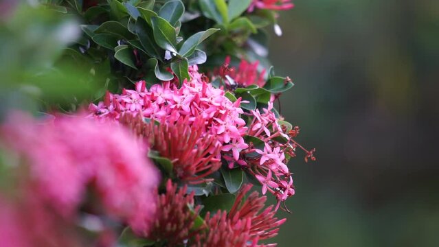 West Indian jasmine (also called ixora, jungle flame, jungle geranium, cruz de Malta) with a natural background