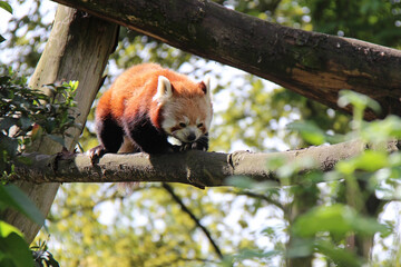 red panda in a zoo in france