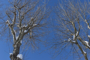 The winter forest trees landscape of the Tsukisamu park in Sapporo Japan