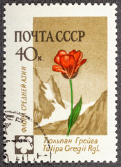 RUSSIA - CIRCA 1960: stamp printed by Russia, shows flowers, tulip circa 1960
