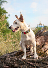 Dog breed Jack Russell Terrier in the park on a dry tree