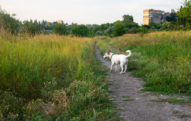 Obraz premium Dog breed Jack Russell Terrier in the park
