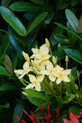 Obraz premium West Indian jasmine (also called ixora, jungle flame, jungle geranium, cruz de Malta) with a natural background