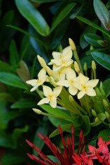 West Indian jasmine (also called ixora, jungle flame, jungle geranium, cruz de Malta) with a natural background