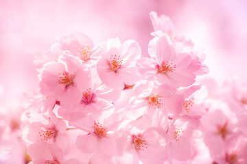 branch of beautiful pink spring Cherry blossom flowers, close up, Japanese Harumeki Sakura